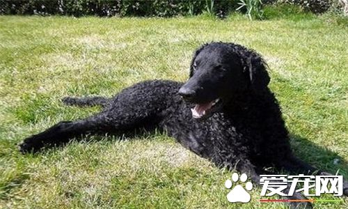 卷毛寻回犬报价 价格大约为2000到8000元左右