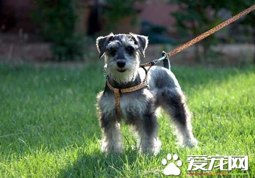 迷你雪纳瑞吵不吵 发出来的声音不会太大