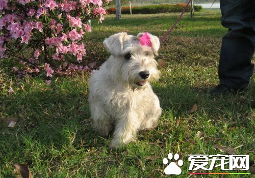 迷你雪纳瑞成年怎么喂 雪纳瑞饮食注意事项