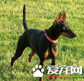 曼彻斯特梗犬哪里有卖 可以通过网上来购买