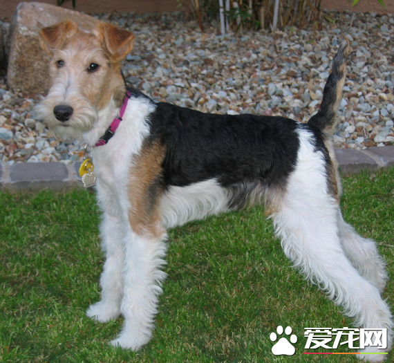 刚毛猎狐梗成犬高度 体长不应该超过12英寸