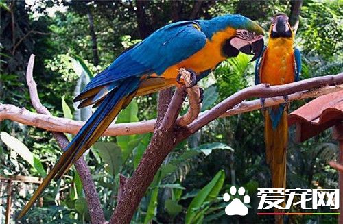 蓝黄金刚鹦鹉多少钱一只 5万元可以入手一只