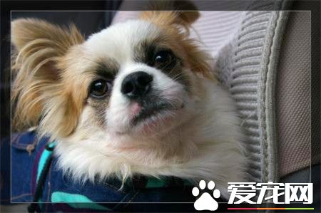 蝴蝶犬叫声什么意思 蝴蝶犬吠叫处理方法