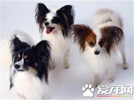 蝴蝶犬幼犬价格 价格一般在1500到2500元左右