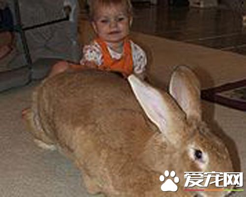 巨型花明兔哪里有卖 可以去花鸟市场购买