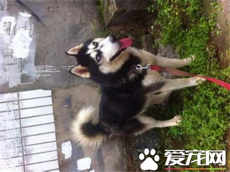 哈士奇狗狗喜欢吃什么 哈士奇幼犬喂养注意事项