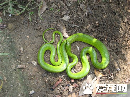 翠青蛇价格 翠青蛇价格 一般都在200元以内