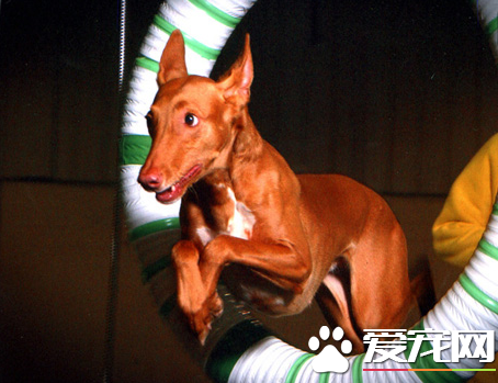 法老王猎犬能抓兔子么 是能够抓捕兔子的