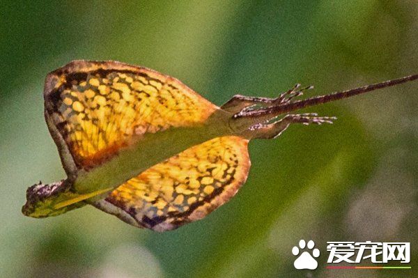 飞蜥怎么样 飞蜥的特点是带白色的下腹部
