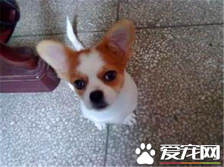 蝴蝶犬怎么挑选 蝴蝶犬挑选技巧有哪些