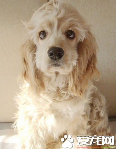 美国可卡犬世界排名 智商排名在第18位