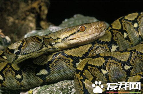 网纹蟒多少钱 网纹蟒价格一般在1000元左右