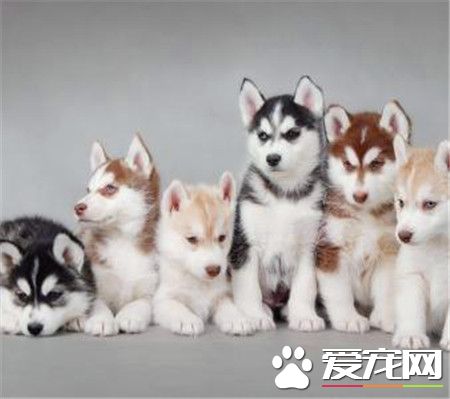 哈士奇去哪买 可以到专业繁殖场购买