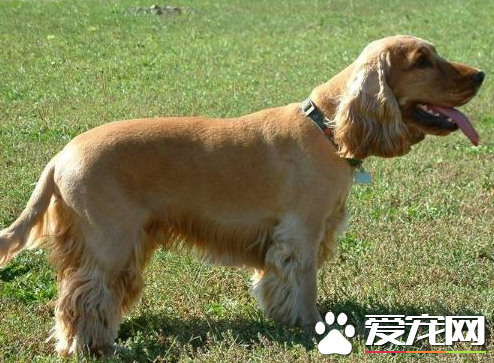 美国可卡犬多少钱 价格多在800到2000元之间