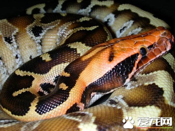 血蟒价格 各地的市场有所不同价格也不相同