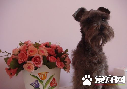 迷你雪纳瑞标准身长 身高大约在35厘米左右