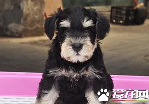 迷你雪纳瑞吃的多吗 需要吃110克左右的狗粮