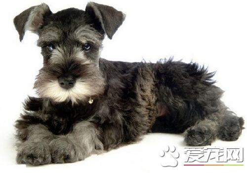 迷你雪纳瑞的习性 迷你雪纳瑞的个性特点