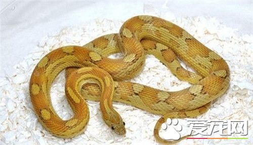 哪里有卖玉米蛇 可以去花鸟鱼市场购买