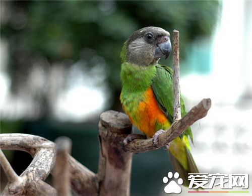 塞内加尔鹦鹉多少钱 价格多在1500到2000之间