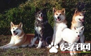 美国秋田犬价格 价格在1000至8000元之间