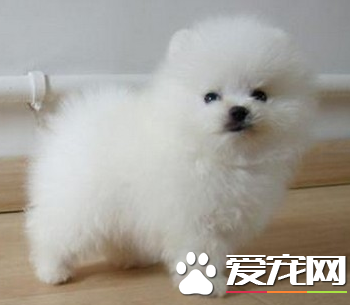 迷你博美犬价格 宠物级的博美在1000到2000元