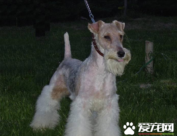 刚毛猎狐梗标准 肩高不应该超过15.5英寸