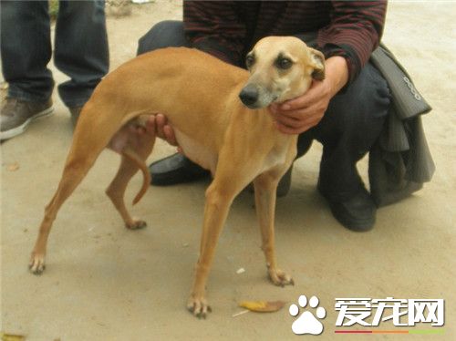 惠比特长多大 成犬肩高应48到55厘米之间