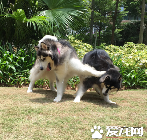 吃我一记排风掌