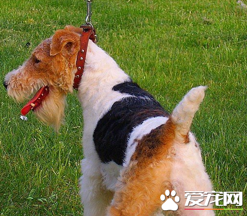 刚毛猎狐梗断尾 尾部太长常会造成伤害