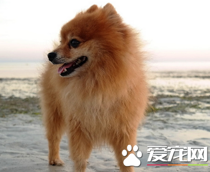 迷你博美犬价格 宠物级的博美在1000到2000元