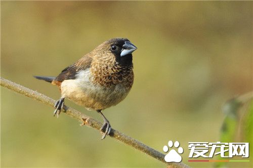 白腰文鸟价格 在不同的地区有不同的价格