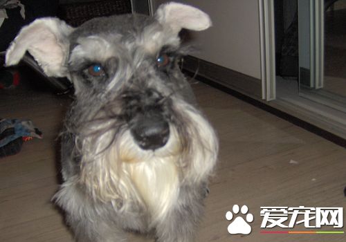 迷你雪纳瑞的训练 最好的办法是经常地夸奖和抚摸