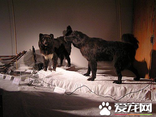 桦太犬在中国有么 其繁殖和饲养只保持在日本