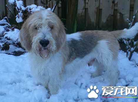 迷你贝吉格里芬凡丁犬智商 很聪明的狗狗