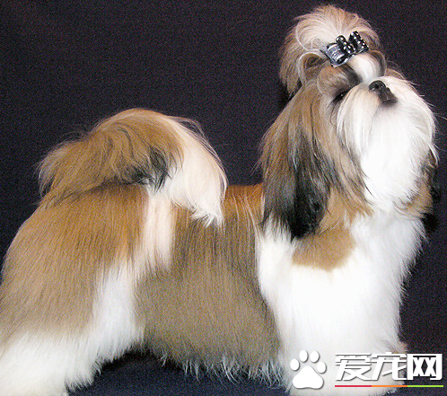 美国可卡犬会咬人吗 一般不会随意的去攻击人