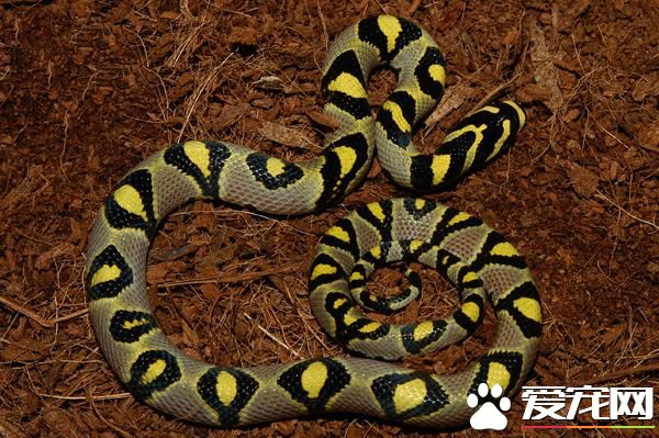 玉斑锦蛇饲养 受到惊吓或粗暴对待可能会咬人