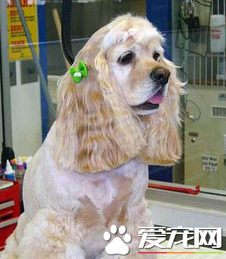 美国可卡犬如何训练 活泼好动的狗狗比较容易训练