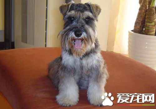 迷你雪纳瑞捕老鼠吗 雪纳瑞是公认的捕鼠高手