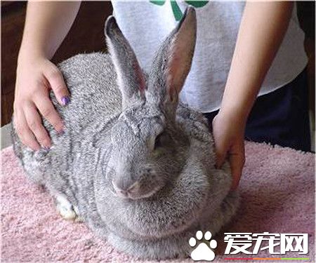 巨型花明兔哪里有卖 可以去花鸟市场购买