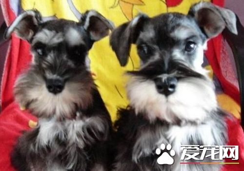 迷你雪纳瑞的体重 成年体重在6到8公斤