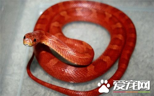 哪里有卖玉米蛇 可以去花鸟鱼市场购买