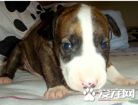 迷你牛头梗的价格 不同地区价格差异很大