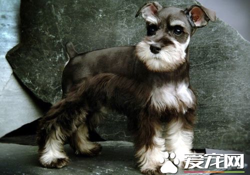 迷你牛头梗好训练吗 牛头梗是非常容易驯化的宠物