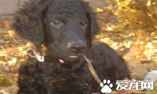 卷毛寻回犬报价 价格大约为2000到8000元左右