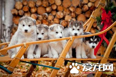 哈士奇去哪买 可以到专业繁殖场购买