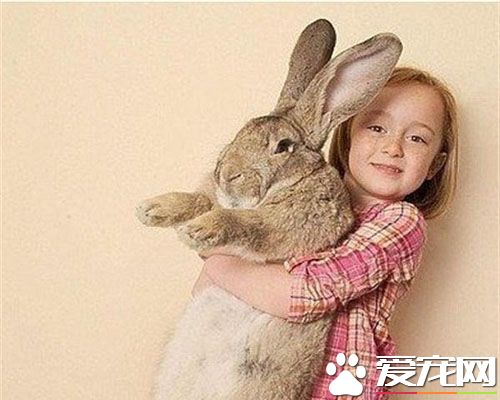 巨型花明兔多少钱一只 大约在500至1500元