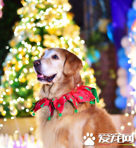 璀璨的灯光下，许下心中的愿望谁画的