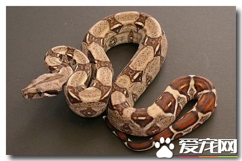 红尾蚺价格 成年红尾蚺的价格为1000元