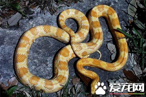 玉米蛇怎么上手 需要准备蛇箱加温器材